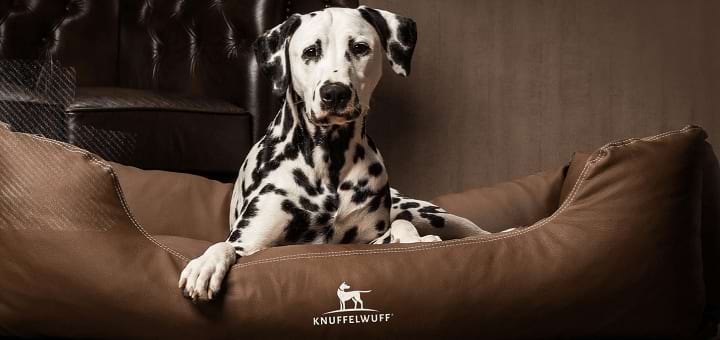 Knuffelwuff Gutschein